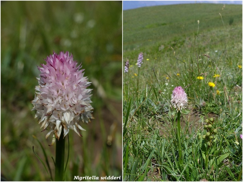 Monte Doro e Cima della Laghetta, le orchidee e i loro ambienti - luglio 2025.